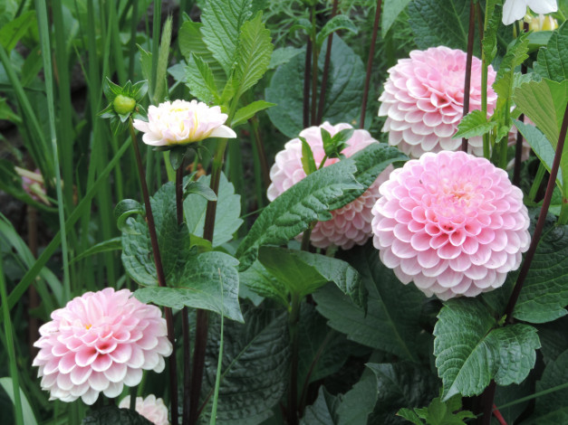 Обои картинки фото цветы, георгины, цветение, георгин, бутоны, лепестки