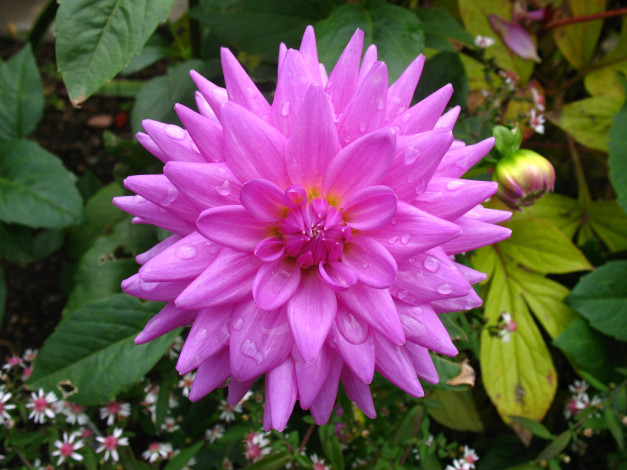 Обои картинки фото цветы, георгины, лепестки