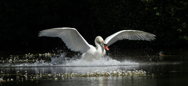 Обои картинки фото животные, лебеди, брызги, крылья, вода, движение, грация