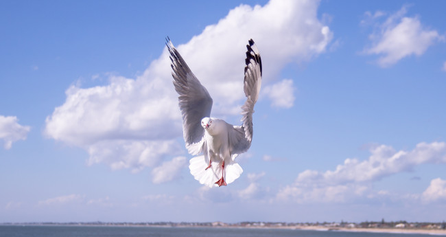 Обои картинки фото животные, Чайки,  бакланы,  крачки, птица, полёт, чайка, облака, небо