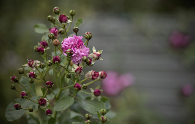 Обои картинки фото цветы, розы, бутоны, куст, роза, цветение, листья, лепестки