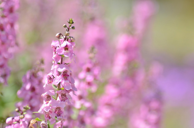 Обои картинки фото цветы, цветение, цветки, ангелония, розовые