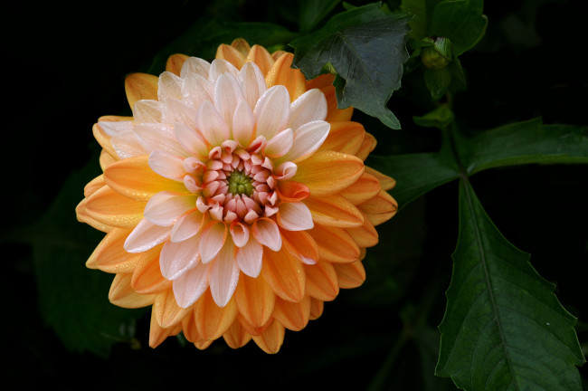 Обои картинки фото цветы, георгины, нежность, георгин, цветок, лепестки, бутон, цветение