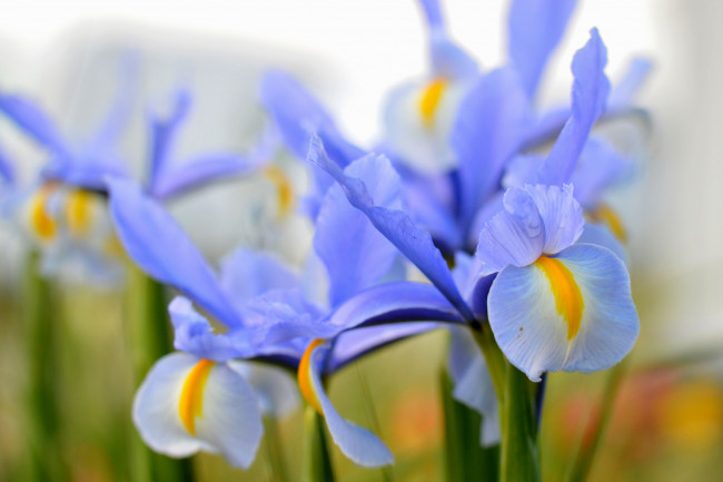 Обои картинки фото цветы, ирисы, цветение, ярко, лепестки, ирис