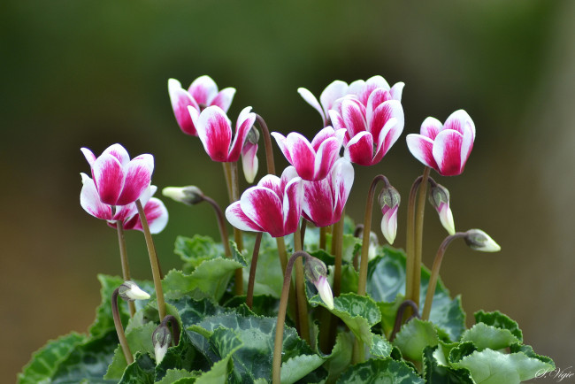 Обои картинки фото цветы, цикламены, лепестки, цикламен, цветок