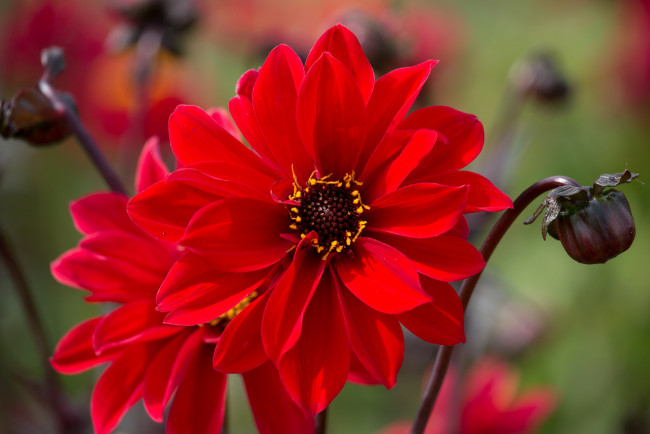 Обои картинки фото цветы, георгины, георгин, нежность, цветение, бутон, лепестки, цветок