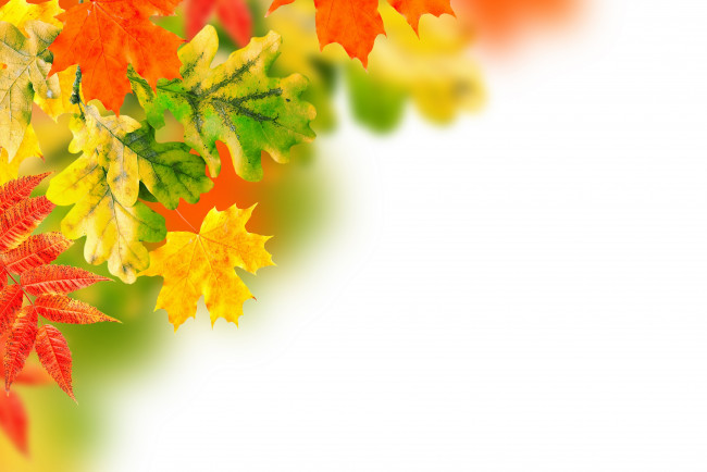 Обои картинки фото разное, текстуры, background, осень, листья, фон, autumn, leaves