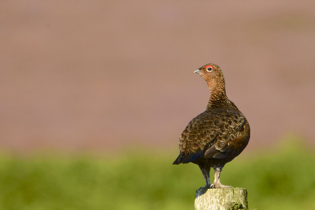 Обои картинки фото животные, птицы, птица, взгляд, фон