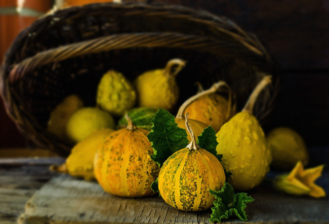 Обои картинки фото еда, тыква, овощи, натюрморт, тыковки