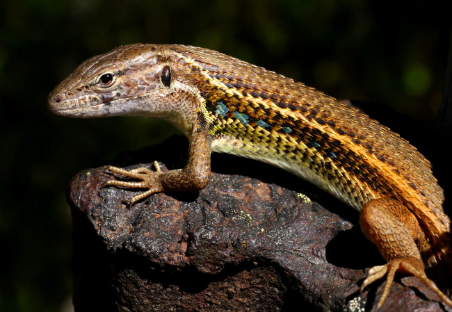 Обои картинки фото животные, Ящерицы,  игуаны,  вараны, чешуя, макро, ящерица, животное, хладнокровное
