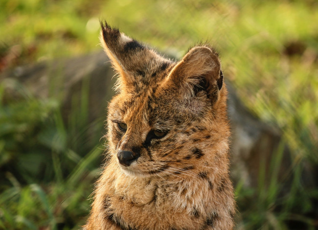 Обои картинки фото животные, сервалы, уши, морда, кошка