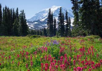 Картинка природа луга скалы