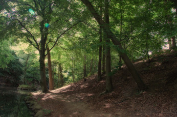 Картинка природа лес деревья