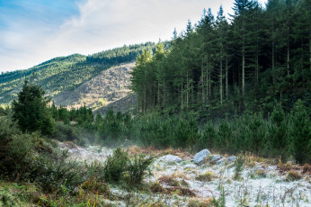 Картинка природа лес деревья