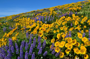 Картинка природа луга простор