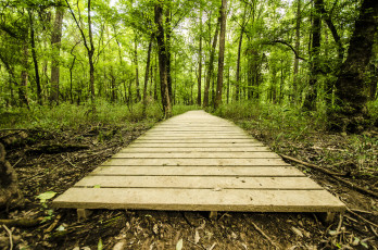 Картинка природа дороги тракт