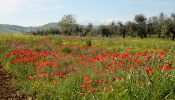Картинка природа луга простор