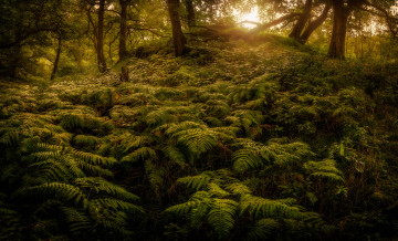 Картинка природа лес деревья