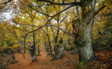 Картинка природа лес деревья