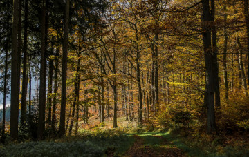 Картинка природа лес деревья