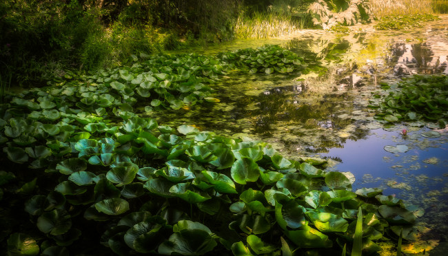 Обои картинки фото природа, реки, озера, река, лес