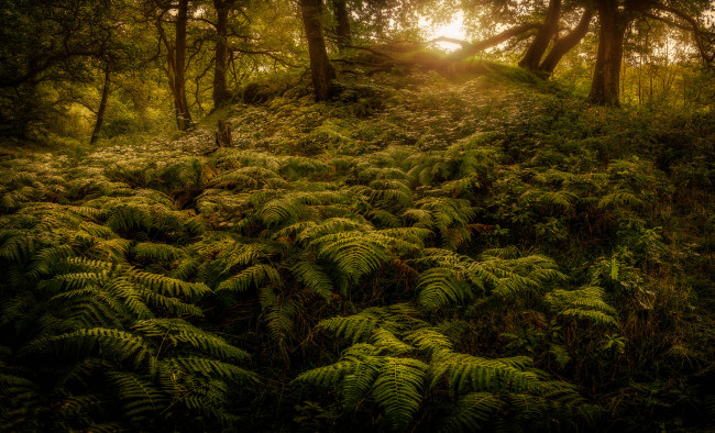 Обои картинки фото природа, лес, деревья