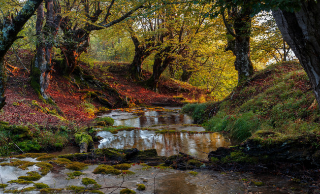 Обои картинки фото природа, реки, озера, деревья