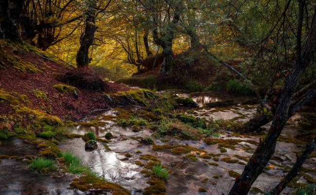 Обои картинки фото природа, лес, деревья