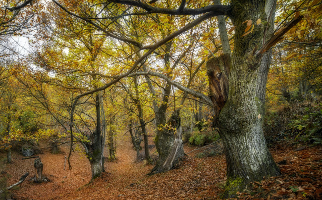 Обои картинки фото природа, лес, деревья