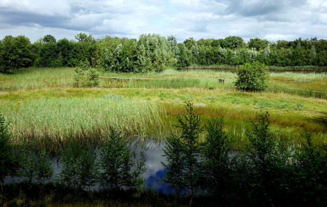 Обои картинки фото природа, реки, озера, река, лес