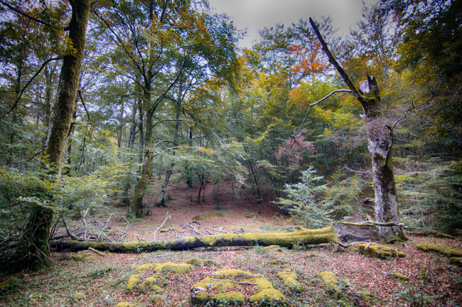 Обои картинки фото природа, лес, деревья