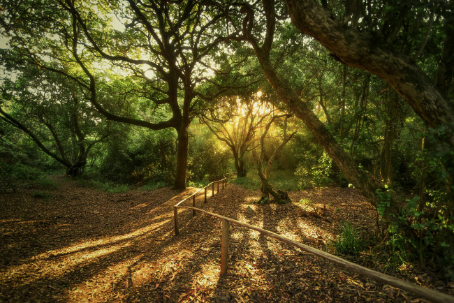 Обои картинки фото природа, лес, деревья