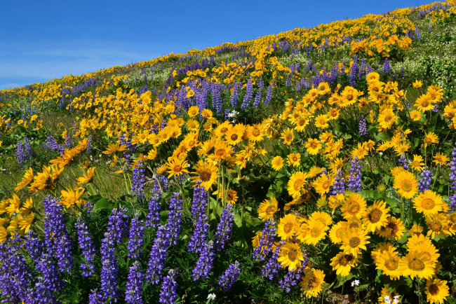 Обои картинки фото природа, луга, простор