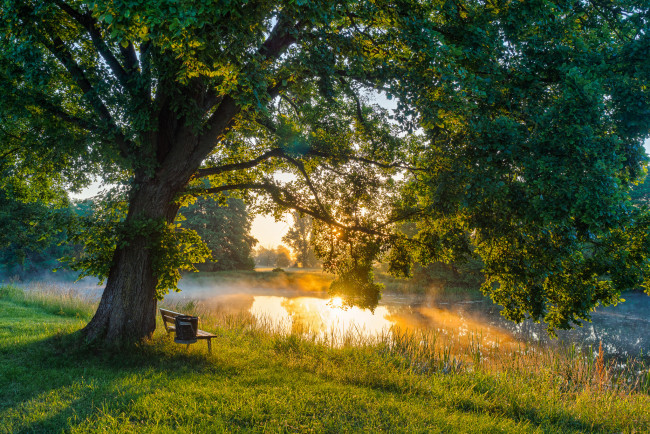 Обои картинки фото природа, реки, озера, лес, река