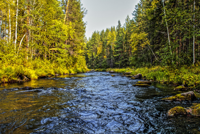 Обои картинки фото природа, реки, озера, река, лес