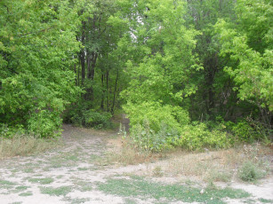 Картинка дорога природа лес дороги летом