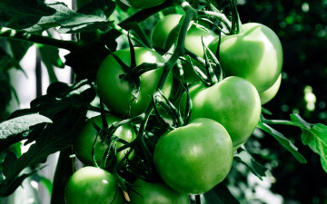 Картинка природа плоды помидоры томаты
