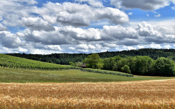 Картинка природа поля урожай пшеница