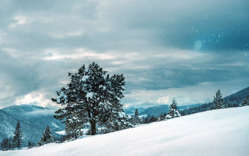 Картинка природа зима снег