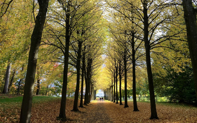 Обои картинки фото природа, парк, листопад, осень, деревья, аллея