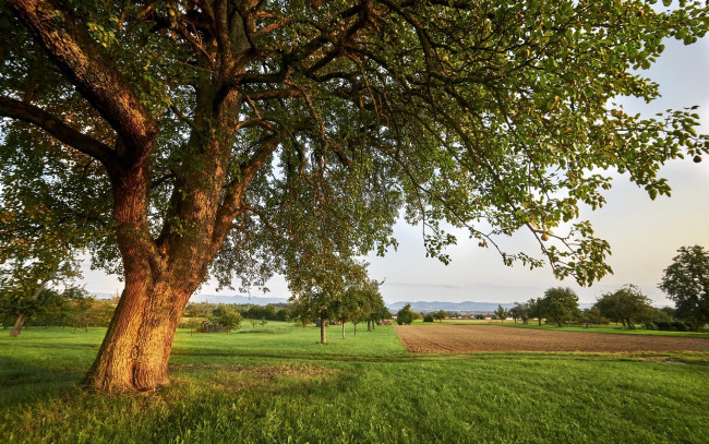 Обои картинки фото природа, поля, дерево, поле, лето