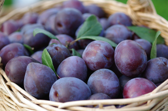 Обои картинки фото еда, персики,  сливы,  абрикосы, корзина, слива, спелая, сочная