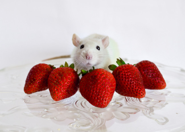 Обои картинки фото еда, клубника,  земляника, снедь