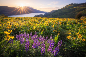 Картинка природа луга простор