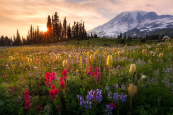 Картинка природа луга простор