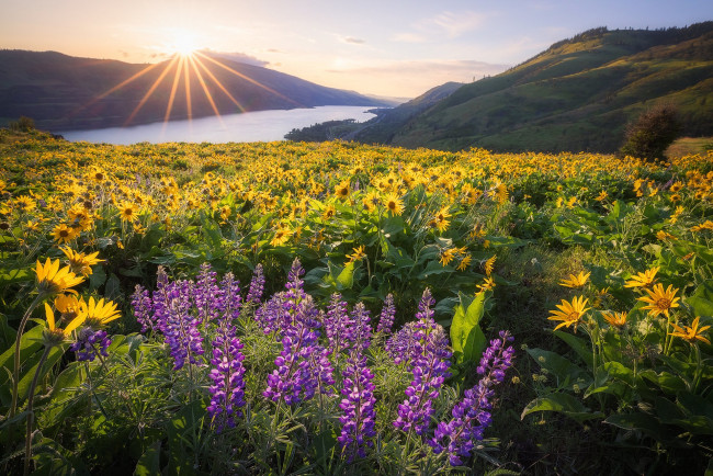 Обои картинки фото природа, луга, простор