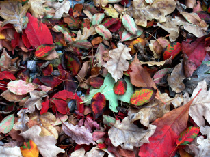 Картинка природа листья осень