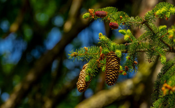 Картинка природа шишки +жёлуди +каштаны