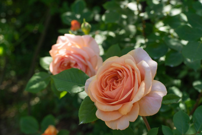 Обои картинки фото цветы, розы, куст, дуэт