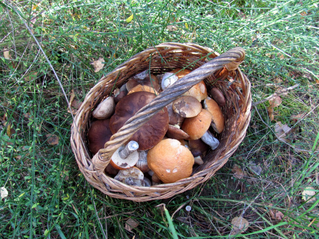 Обои картинки фото еда, грибы,  грибные блюда, трава, корзина, лесные